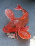        -   (red gurnard)